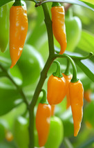 Datil Pepper Seeds  35 Datil Pepper Seeds  Real Heirlooms From Saint Augustine F - $8.97