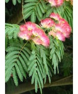 Albizia Julibrissin, Silk Tree, Pink Acacia, silky acacia, Acacia consta... - £5.79 GBP