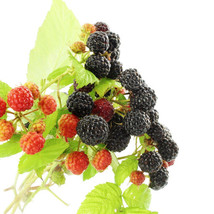 Bristol /Munger Black Raspberry 2 Yr Potted plants -Great taste, High Pr... - £16.97 GBP+