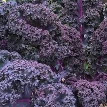Free Shipping 250 Scarlet Kale NON-GMO Dark Purple Ornamental And Edible - £10.37 GBP