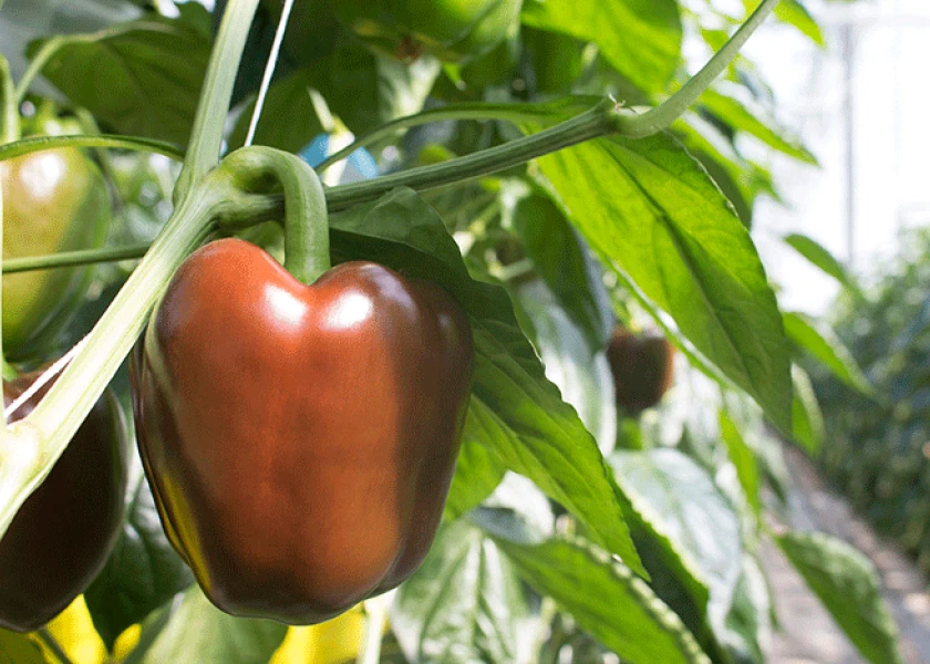 Bright &amp; Showy Blooms 25+ CHOCOLATE BELL PEPPER SEEDS SWEET HEAIRLOOM OR... - $85.56 MXN