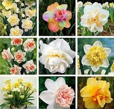 Goodidea 20PCS Narcissus Flower Seeds - Mixed 9 Colors Flowers - £5.47 GBP