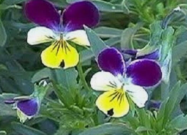 30 Pc Seeds Viola Johnny Jump Up Flower Plant, Viola Seeds for Planting | RK - £11.75 GBP