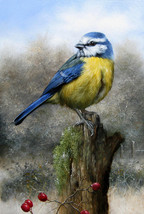 Art Giclee Printed Oil Painting Print Blue Tit Canvas - £7.44 GBP+