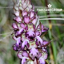 HIMANTOGLOSSUM ROBERTIANUM EUROPEAN TERRESTRIAL ORCHID TUBER - $27.00