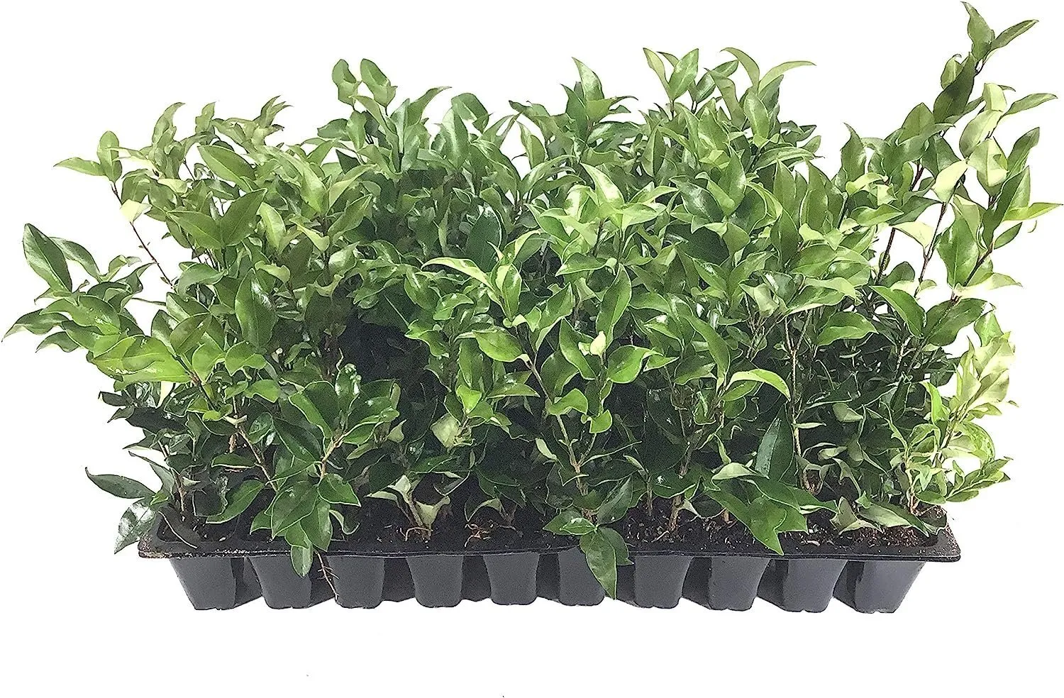 Curled Leaf Privet Ligustrum Japonicum Recurvifolium Live Plants - £32.07 GBP