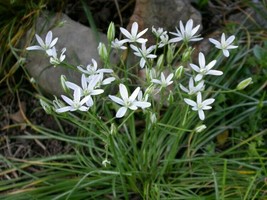 10 Bulbs of Ornithogalum Dubium White, Star of Bethlehem Flower - $9.70