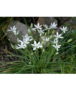 10 Bulbs of Ornithogalum Dubium White, Star of Bethlehem Flower - $9.70