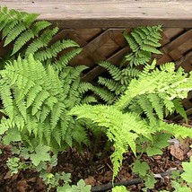 250 Ostrich Fern Spores Matteuccia Struthiopteris Seeds New Fresh US Shi... - $4.80