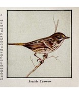Seaside Sparrow Bird Print 1931 Blue Book Birds Of America Animals Art P... - €17,24 EUR
