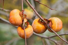 10 Italian Persimmon Tree Dateplum Date Plum Fruit Diospyros Lotus Seeds Fresh S - £11.73 GBP