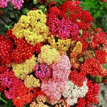 USA Seller 50 Achillea Summer Pastels Mix Perennial Flower Seeds Fast Shipping - $21.51