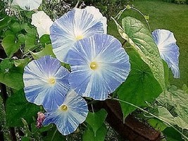 50 Seeds Blue &amp; White Flying Saucers Morning Glory Flower Vine Ipomoea Purpurea - £13.62 GBP