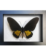 Birdwing Troides Oblongomaculatus Papuensis Real Butterflies Framed Shad... - $93.71 CAD
