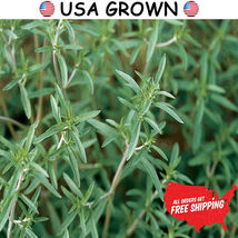 2 grams of Summer Savory Herb Seeds, Savoury, FREE SHIPPING, NON GMO Seeds - $9.99