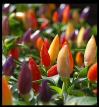 Numex Twilight 20 - 400 Seeds Hot pepper Heirloom Container Rare ornamental - £2.07 GBP+