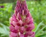 Candy Pink Lupine 50 Seeds Flower Perennial Hardy Flowers Usa - $5.99