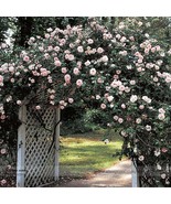 New Fresh New Dawn White Pink Climbing Rose Plant Flower Seeds Pack 50 S... - €3,33 EUR