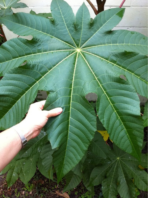 5 Giant Monster ZANZIBARIENSIS seeds-1317 - $2.98