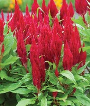 50 Celosia Fresh Look Red Freshlook Flower Seeds - £16.58 GBP