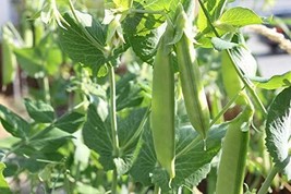 50 Seeds Sugar Pod Snow Peas Boost Your Garden&#39;s Productivity with Superior - $15.98