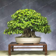 Korean Hornbeam Tree Bonsai Very Beautiful Mini Bonsai 50 PCS/Bag Potted Plant - £10.71 GBP