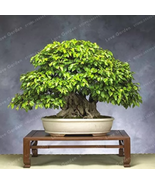 Korean Hornbeam Tree Bonsai Very Beautiful Mini Bonsai 50 PCS/Bag Potted... - $18.68 CAD
