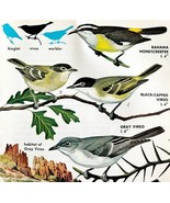 Vireos 4 Varieties And Types 1966 Color Bird Art Print Nature ADBN1p - $19.99