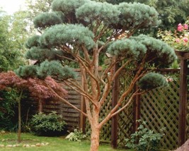 Scots pine austrian pinus sylvestris 0 640x512 thumb200