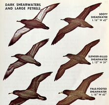 Shearwaters &amp; Petrels Birds Varieties &amp; Types 1966 Color Art Print Natur... - $185.08 MXN