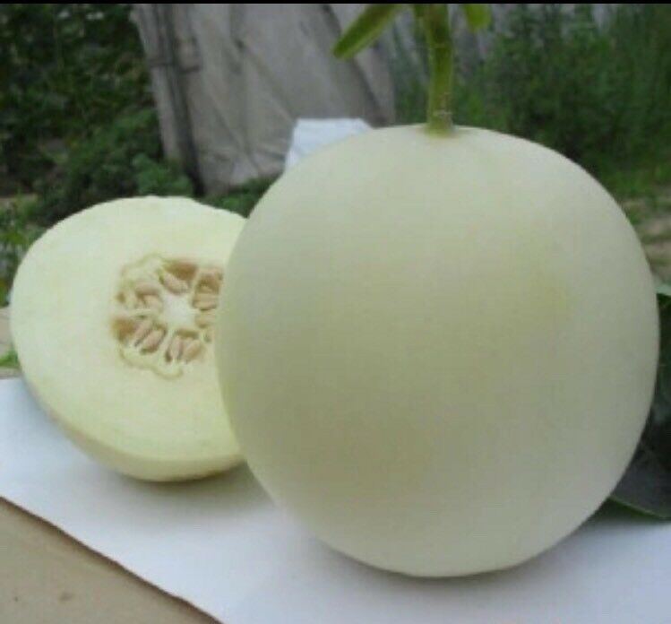 Primary image for White Muskmelon Seeds 10PCS Seeds Sugar Jar Melon Delicious Fruit Garden Seeds