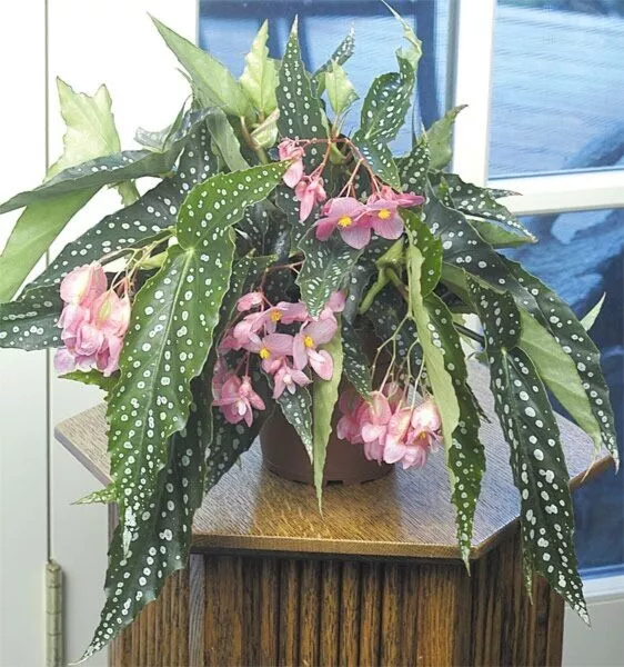 15 Seeds Angel Wing Begonia – Lush Foliage Plant for Home or Garden Decor - $10.00