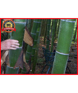 100 Seeds Fresh Giant Bamboo Seed with Instruction Dendrocalamus Gigante... - $30.00