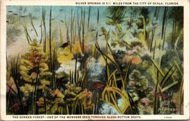 The Sunken Forest Silver Springs Ocala FL Florida Glass-Bottom Boat Vtg Postcard - £17.76 GBP