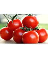 SL 50 Seeds Campari Tomato Heirloom Tomatoes Juicy Vegetable Garden - $3.44