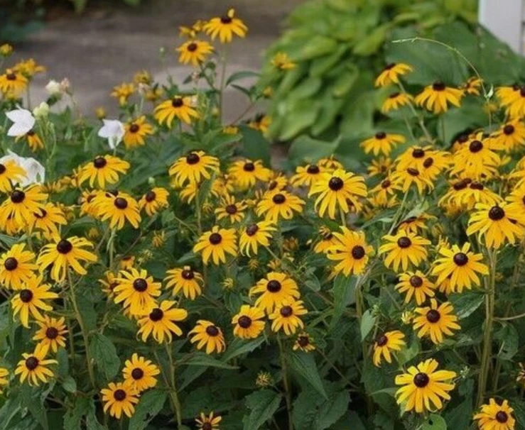 100 Count Black Eyed Susan Flower Seeds - - $6.99