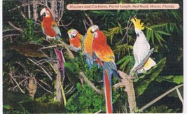 Florida Postcard Miami Parrot Jungle Macaws &amp; Cockatoo - £2.36 GBP
