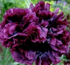 50 Pc Seeds Black Peony Flower Plant, Peony Seeds for Planting | RK - £11.75 GBP