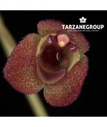 STELIS HIRTZII SMALL ORCHID MOUNTED - $49.00