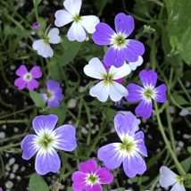 Item image 1 image 1