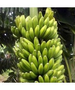 Best Sweetheart Banana / Musa / Live Plant - $32.99