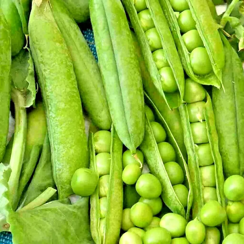 150+ Oregon Sugar Pod Peas Seeds Heirloom Non Gmo Vegetable Autumn Garden - £4.74 GBP