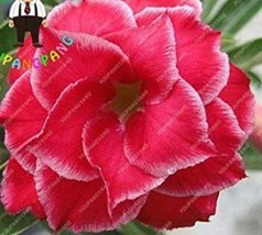 Fresh Seeds 2Pcs Desert Rose Adenium Seeds 3 Layer Dark Red Flowers With White E - $10.90