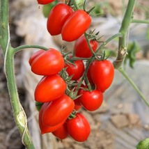 Easy-to-Grow Elegance: &#39;Red Saint&#39; Cherry Tomatoes, 5 Bags (200 Seeds / Bag) D - $20.35