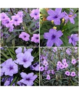 6 MEXICAN PETUNIA~RUELLIA BRITTONIANA PERENNIAL WELL ROOTED PLANTS SHRUB... - $25.00
