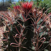 Fishhook Barrel Cactus Seeds Ferocactus wislizenii 20 Seeds Fresh Seeds - $13.98