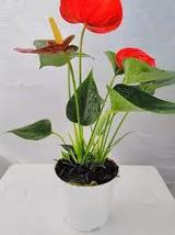 Anthurium Red  in 4 inch pot - $34.00