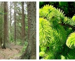 150 seeds Sitka Spruce (Picea sitchensis), Fresh Garden - £23.97 GBP