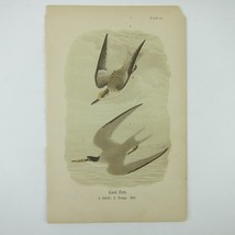 Bird Lithograph Print Least Tern after John James Audubon Antique 1890 - £15.79 GBP