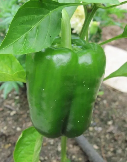 California Wonder 300 Tmr Sweet Bell Pepper 100 Seeds Fresh Garden - £17.24 GBP